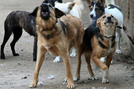 В Ростове обратят особое внимание на агрессивных собак
