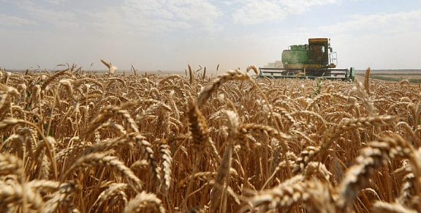 Жатва на Дону вышла на экватор