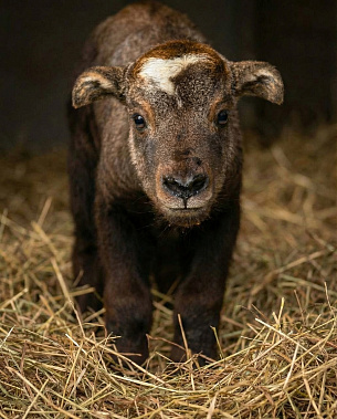 Фото из группы Ростовского-на-Дону зоопарка в 