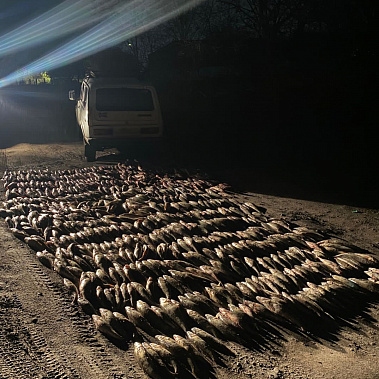 В Азовском суде рассмотрят историю о незаконном ватажном промысле