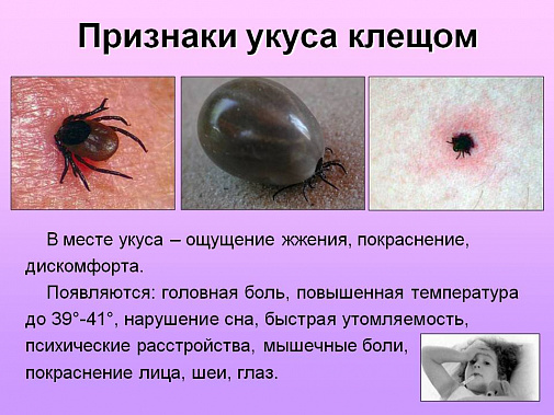 Клещи разбушевались. На Дону, кроме крымской геморрагической лихорадки, выявлены и другие клещевые инфекции