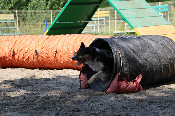 Все это — спорт собачий
