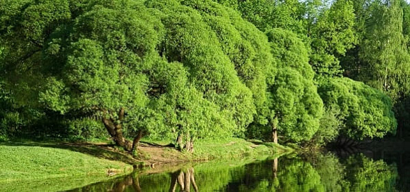 Споры вокруг «зеленого пояса»