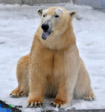 В Ростовском зоопарке родился белый медвежонок