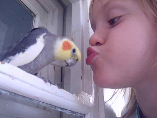 Ростовская область, Октябрьский район, орнитоз, заболевание, голубь