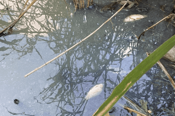 Рыба в балке Осиновой погибла из-за сброса сточных вод