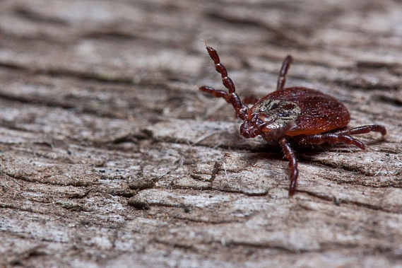 Фото с сайта donland.ru