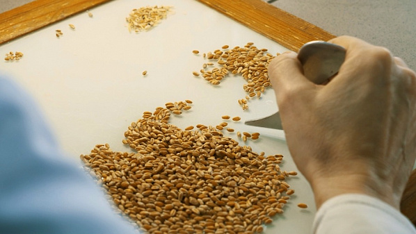   В регионах завершают государственный мониторинг мягкой и твёрдой пшеницы