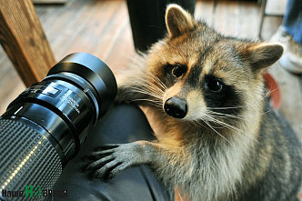 Дом для счастливых енотов