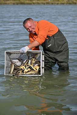 В водоем-охладитель Ростовской АЭС выпустили русского осетра