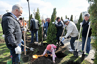 Клены, липы, туи...	