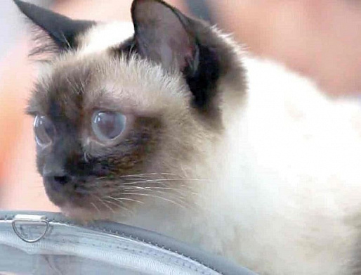 ТОЙ-БОБЫ ДОНСКИЕ