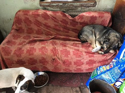 Подарки для лохматиков