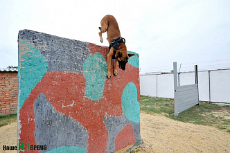 Собаки свое дело знают