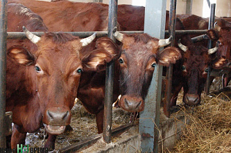 Не хлебом единым