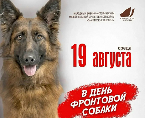 «Кто-то прихрамывал, кто-то был без хвоста, кто-то в бинтах...»