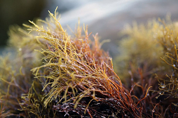 Лекарство от Cоvid -19 ищут на дне Азовского и Черного морей