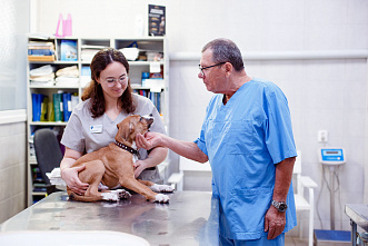 В Ростове-на-Дону определили дни льготной стерилизации домашних питомцев в 2026 году