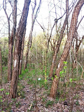 Как констатируют местные жители, сотни деревьев в спорном месте рощи уже помечены под сруб вне зависимости от их состояния