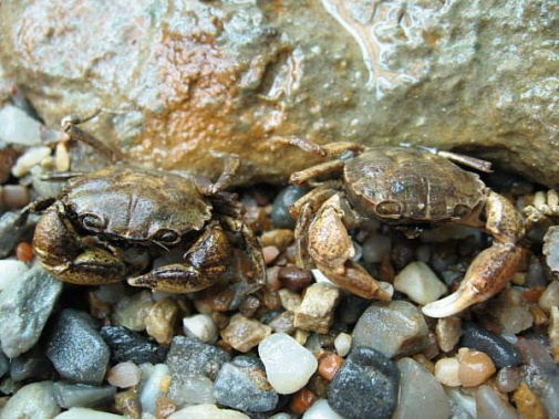 Азовское море станет новой родиной крабов?