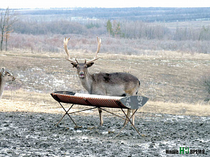 Обед по расписанию
