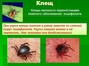 Число жителей Дона с укусами клещей продолжает расти