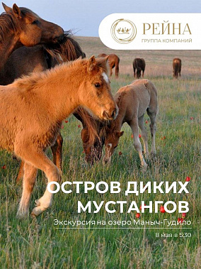 Остров диких мустангов