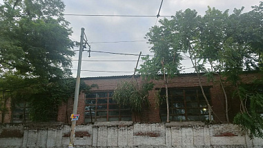 09 08 2024 Деревья – это хорошо, но…