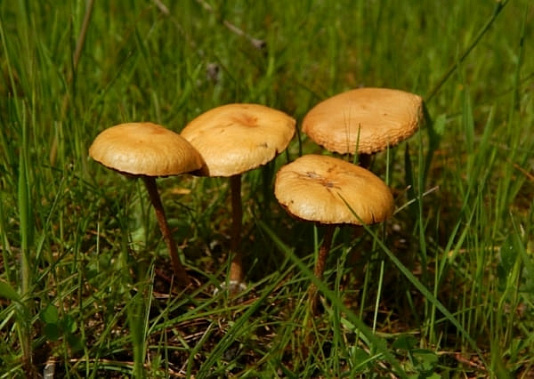 Отравление грибами в детском саду