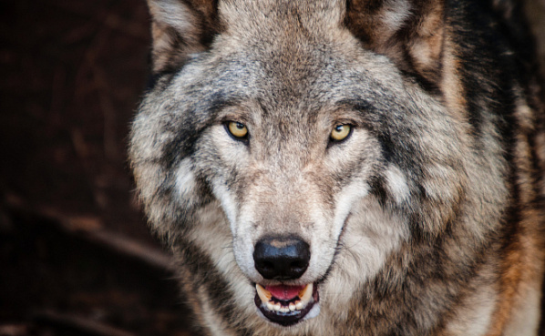 Идет охота на волков… Сезон отстрела этого хищника открывается 1 августа