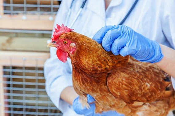 В Зерноградском районе зарегистрировали очаг птичьего гриппа