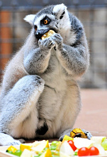 Завтрак в Ростовском зоопарке