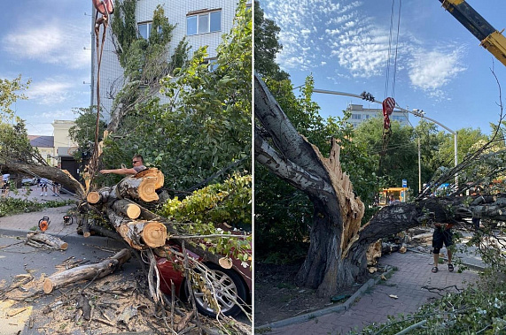 В Ростове ветер повалил более 30 деревьев 