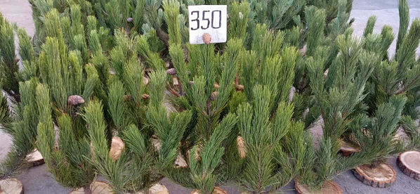 Ростовский градоначальник потребовал очистить занятые елочными базарами площадки