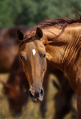Все мы немного лошади…