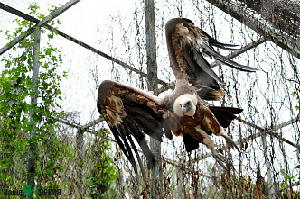Как зоопарк Ростова пережил пандемию