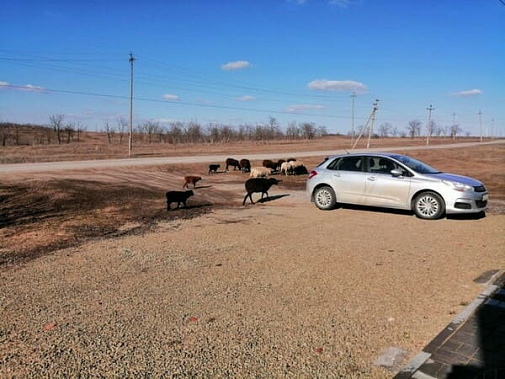 Жители Тацинской страдают от безнадзорных овец