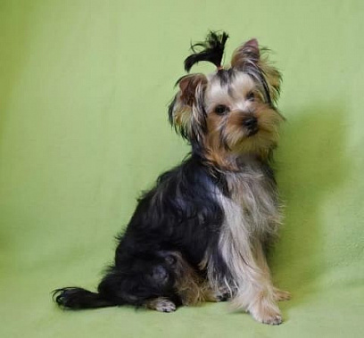 В Ростовской области у женщины украли дорогого щенка