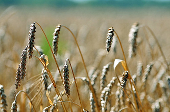 Сбор урожая подходит к концу