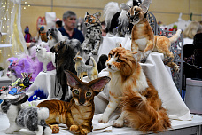 07 12 2025 Бал кукол, хоровод игрушек