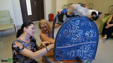 Как кошки-крошки в «Дружбе» выступали