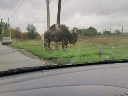 В Батайске заблудился верблюд Вася