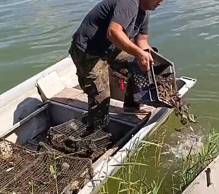 В Семикаракорском районе удалось освободить тысячи попавших в ловушки раков