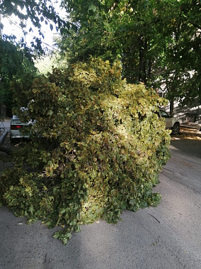 В Ростове ночью падали деревья