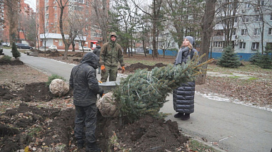 Собственница земельного участка на Зелёной в Ростове высадила 14 новых деревьев на проспекте Сельмаш