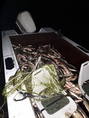 В Ростове у браконьеров изъяли рыбу на 250 тысяч рублей