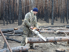 Лес спит – работа кипит