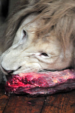 Завтрак в Ростовском зоопарке