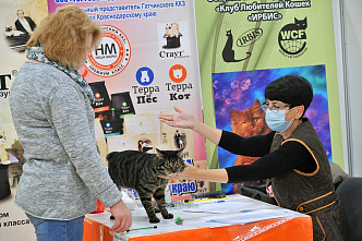 В Ростове проходит международная выставка кошек