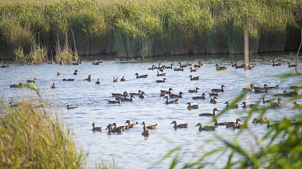 В водоемы Кашарского района выпущена очередная партия уток